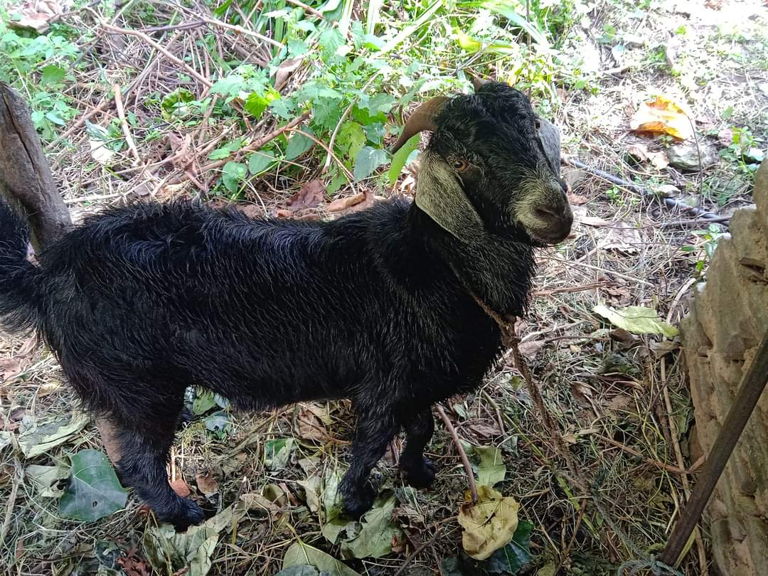 जब खसी आँसु झार्दै गोठतिर दौडियो