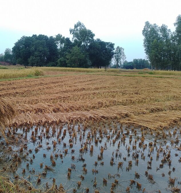 बेमौसमी वर्षाले धान बालीमा क्षति, किसान समस्यामा