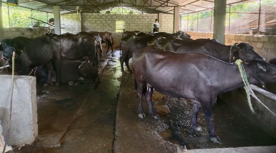 दूध विकास संस्थानले कोटा निर्धारण गरेपछि धादिङमा दूध पोखियो, संकलन नै बन्द