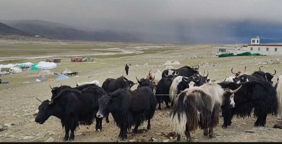  सयौँ चौँरी तथा याकहरूको मृत्यु, रोगको अझै पहिचान भएको छैन  