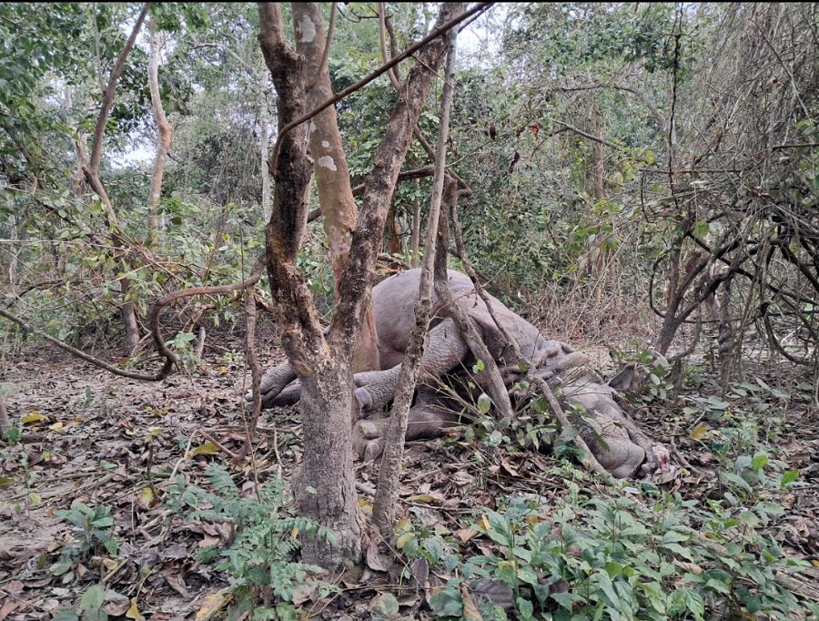 चितवन राष्ट्रिय निकुञ्जमा गैँडा मृत फेला,चालू आवमा तेह्र गैँडा मरे