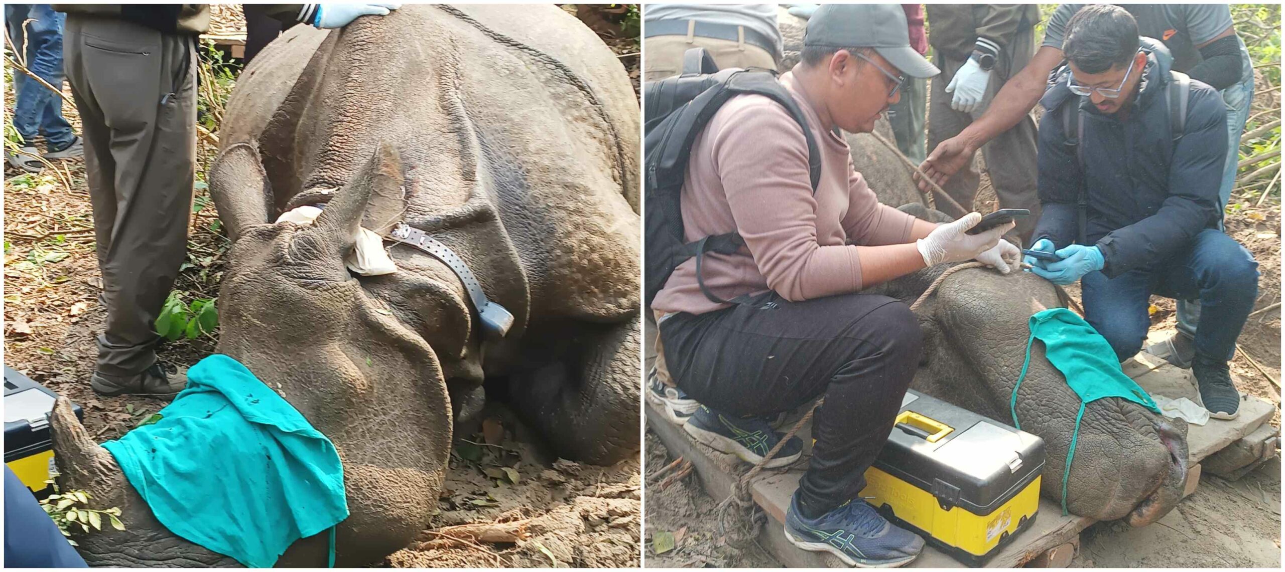 निकुञ्जमा गैँडाको आन्तरिक स्थानान्तरण, पश्चिमका चार गैँडा पूर्व लगिए 