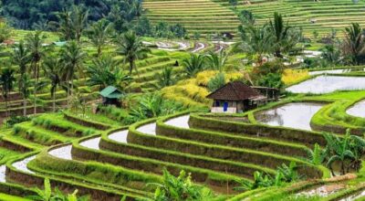 बालीको कृषि र सांस्कृतिक पर्यटनको मेरुदण्ड ‘सुबाक’