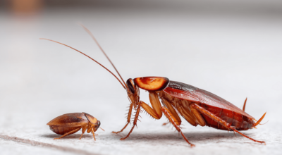 पहिलेदेखि नै अस्तित्वमा रहेको साङलो