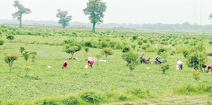 सागरनाथ वनको १३ सय १६ बिगाहा जग्गामा व्यापक अतिक्रमण