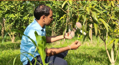 ४ वटा आँपको मूल्य साढे ३ लाख रुपैयाँ   मियाजाकी आँपले बनायो कीर्तिमान